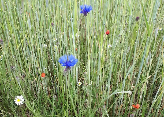 מלון Zur Heide Am Nuerburgring Welcherath